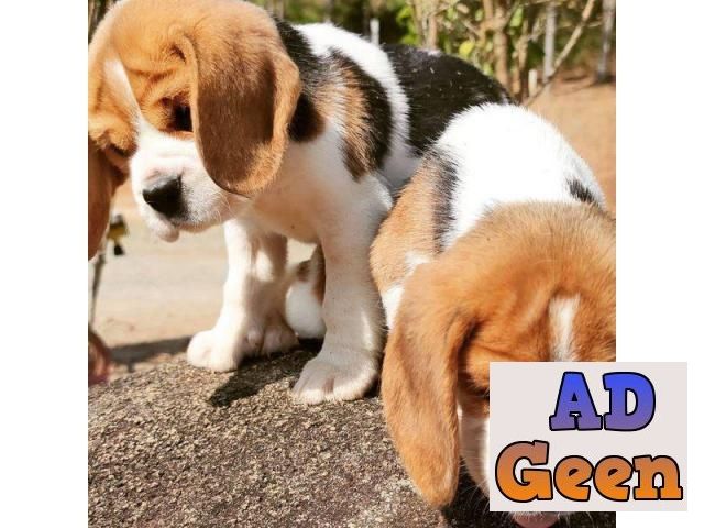 used Beagle They are potty trained and kci registered whatsaap 8019630452 for sale 